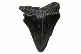 Serrated, Juvenile Megalodon Tooth - South Carolina #375898-1